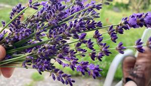 Lavendel gegen Ameisen