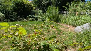 Hitzewelle im Garten: Die 7 wirkungsvollsten Tipps für den Sommer 2026
