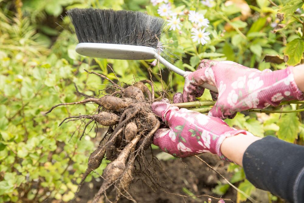 Dahlien-Knollen werden vor der Einlagerung von Erde befreit