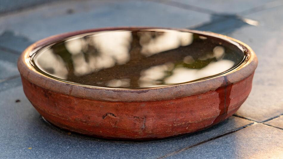Flache mit Wasser gefüllte Schale