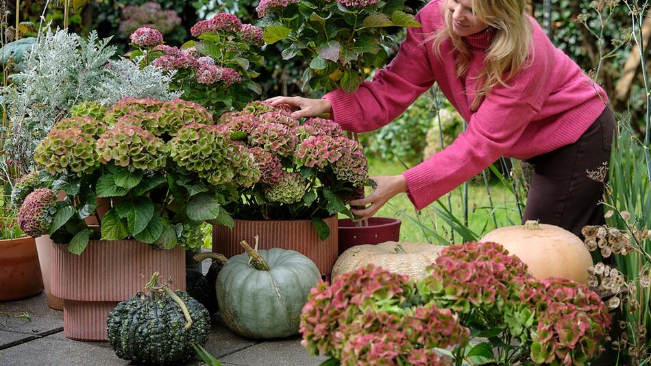 Herbstliche Deko mit Hortensien und Kürbissen