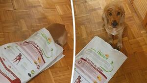 Tief in den Futtersack geschaut: Freche Hündin auf Raubzug