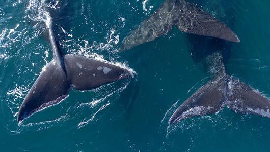 Meeresschutzabkommen tritt in Kraft