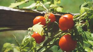 Tomatenanbau Fehler