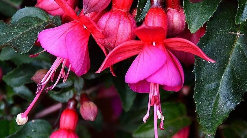 Fuchsien überwintern