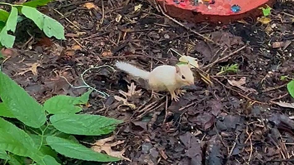 Extrem selten: Albino- Streifenhörnchen taucht in Garten in Indiana auf
