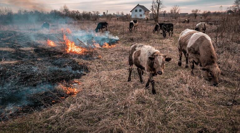 Weidetiere, Waldbrände, Waldbrandgefahr, Brandschutz, Feuer, Natur, Umwelt