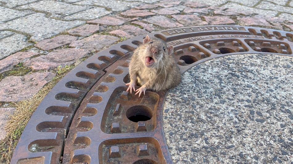 Ratte aus Gullydeckel befreit