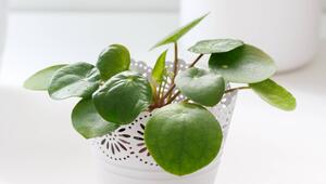 Eine Ufopflanze in einem weissen Topf