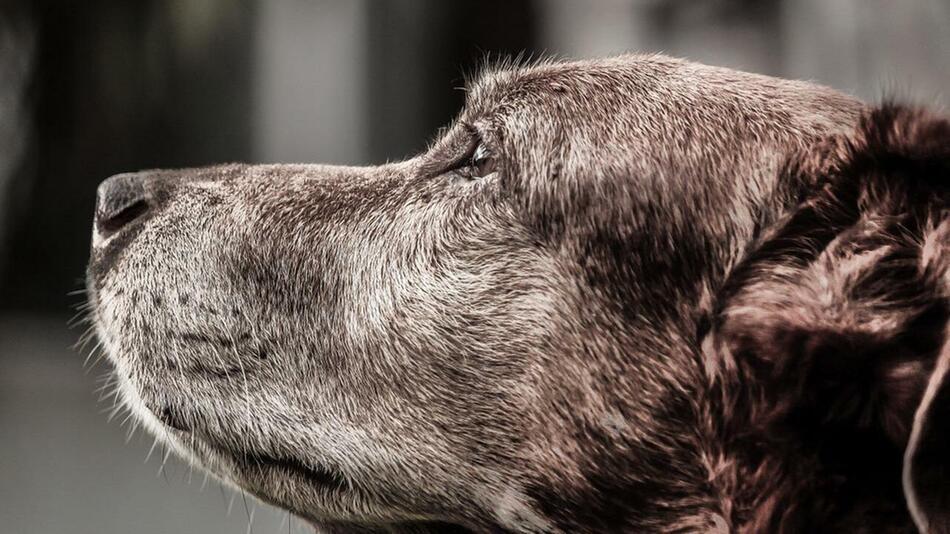 alten hund adoptieren