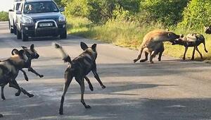 Tierischer Stau: Hyänen und Wildhunde geraten auf Strasse aneinander