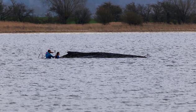 Buckelwal liegt weiter in Wismarbucht