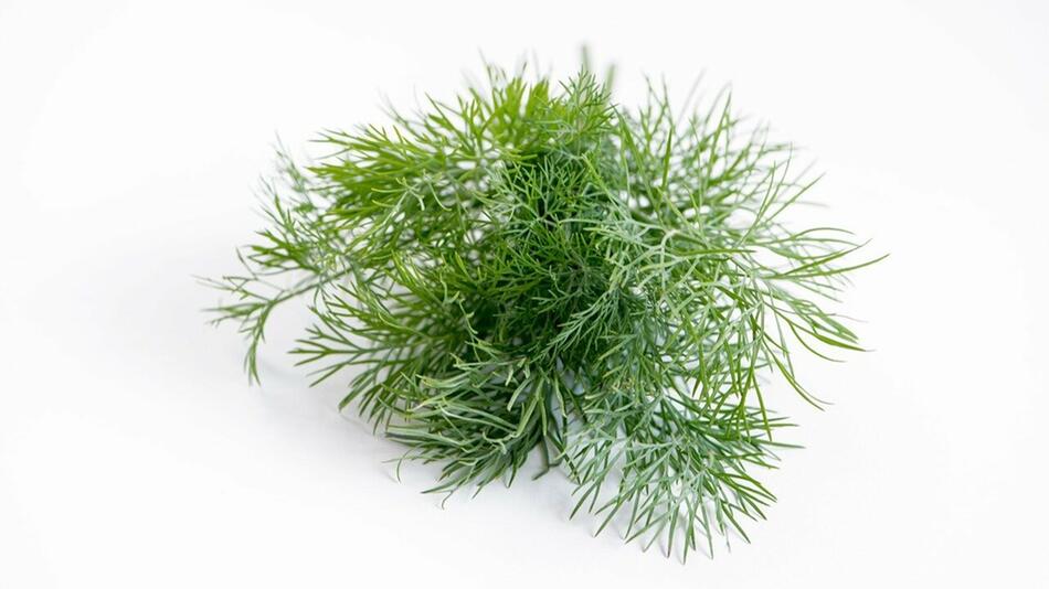 dill einfrieren