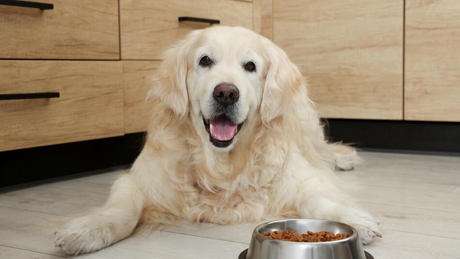Golden Retriever sitzt vor Futternapf