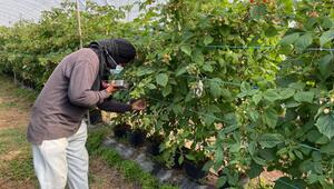 Ausbeutung von Migranten in Portugal