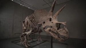 Dinosaurier-Anlageboom: Triceratops soll Millionen bei Auktion einbringen