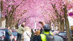 Kirschblüte in Bonn