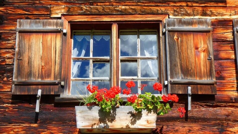 geranie pelargonie