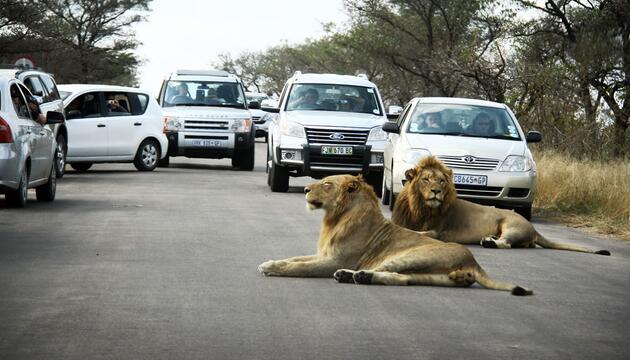Safari im Kruger-Nationalpark