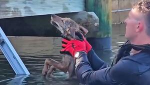 Feuerwehr in Florida rettet ertrinkenden „Hund“ – und erlebt eine Überraschung