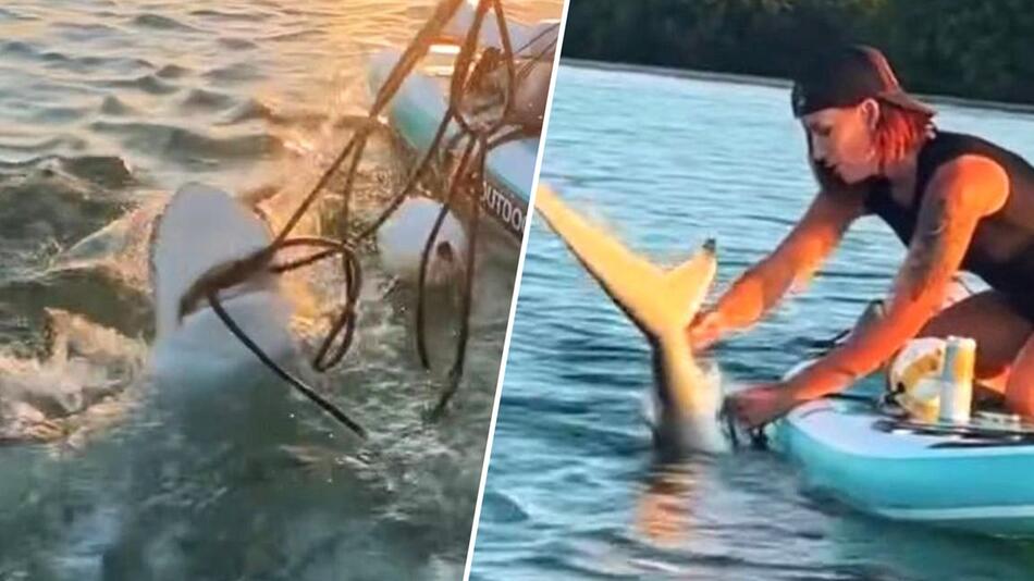 Raubfisch in Not: Frau auf Paddleboard rettet gefesselten Hai mit blossen Händen