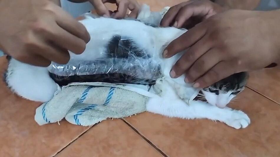 Polizei stoppt „Narco-Kätzchen“ – Drogenfund an Gefängniszaun in Costa Rica