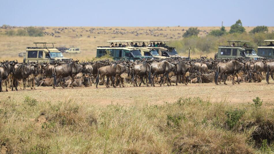 Masai Mara Nationalreservat in Kenia