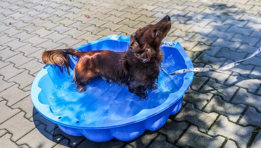 Hund in einem Wasserbecken