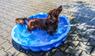 Hund in einem Wasserbecken