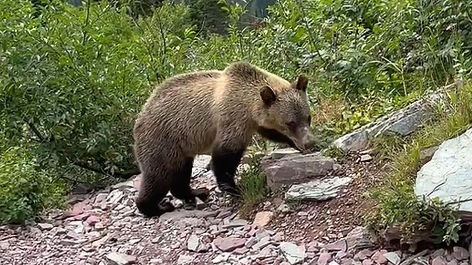Hautnah: Wanderin trifft plötzlich auf Grizzlybären in Montana