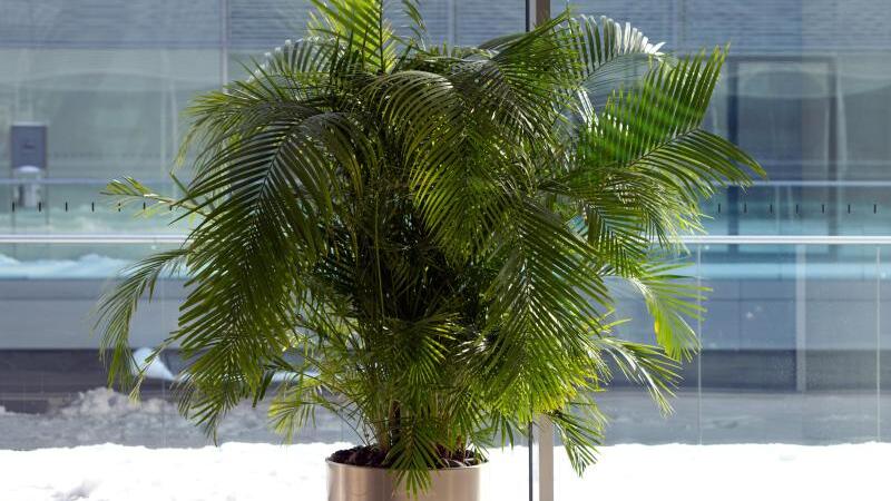 Eine Areca Palme steht in der Sonne