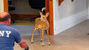 Überraschender Besucher: Kleiner Hirsch schaut bei Feuerwache in New York vorbei