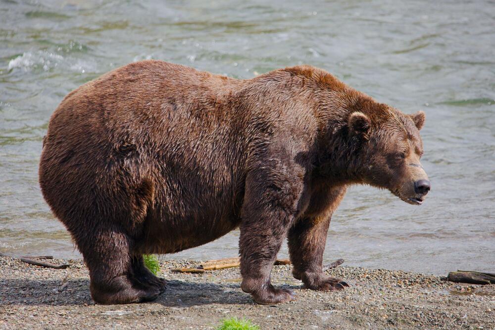 Fat Bear-Wahl