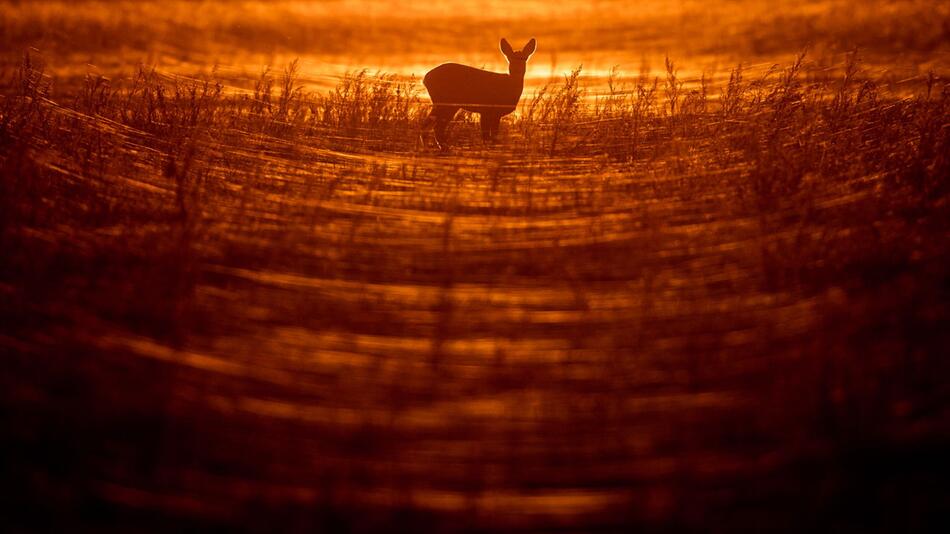 Reh im Sonnenuntergang