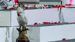 Bei der Meisterfeier in der Allianz Arena erlebt eine Kakadu-Figur seinen grössten Moment.