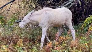 Seltene Erscheinung: Weisses Elchkalb streift durch die Wildnis in Schweden