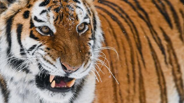 Amur-Tiger