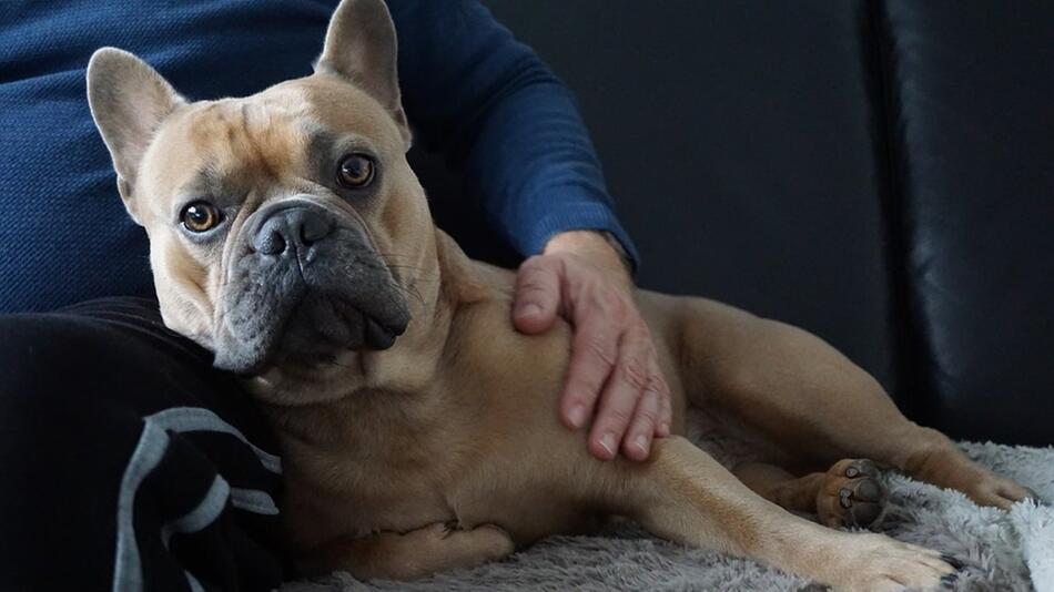hunde streicheln