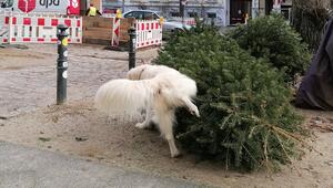 Hund pinkelt an alten Weihnachtsbaum