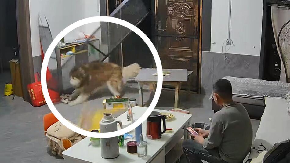 Stürmischer Auftritt: Hund zerlegt Tür beim Herumtollen