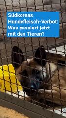 Nach Hundefleisch-Verbot in Südkorea: Was passiert mit den Tieren?