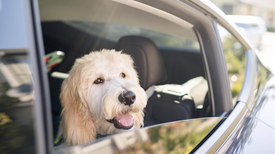 Ein Hund schaut aus einem Autofenster.