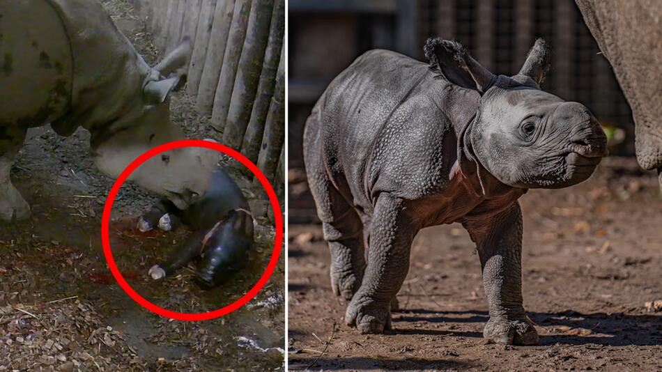 Spektakuläre Aufnahme: Kamera filmt Nashorn-Geburt