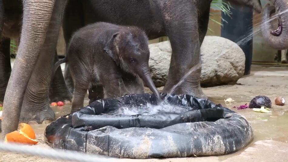 Elefantenbaby Akito kam am 25. September 2022 im Zoo in Leipzig auf die Welt