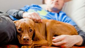 Ein Vizsla wird von einem Mann auf dem Sofa gestreichelt