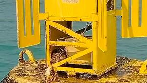 Mitten im Ozean: Fischer retten gestrandete Python von Boje