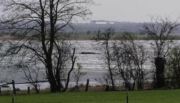 Gutachten zu verletztem Buckelwal: "Finale Entscheidung" erwartet