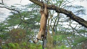 Fehltritt im Geäst: Junger Löwe rutscht von nassem Ast in Kenia