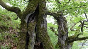 Nationalpark Kellerwald-Edersee