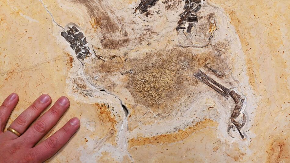 Dino-Fossil „Ubirajara jubatus“